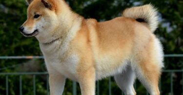 shiba inu