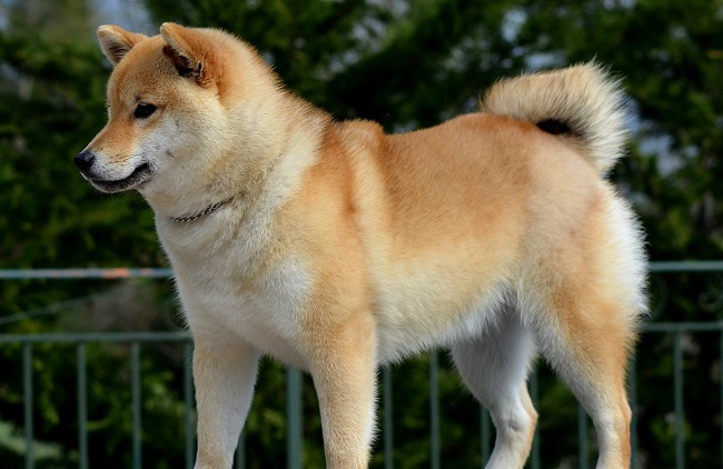 shiba inu