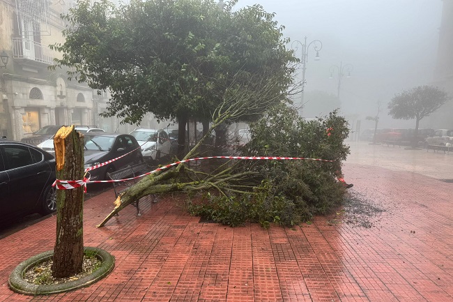 albero caduto centro di Enna